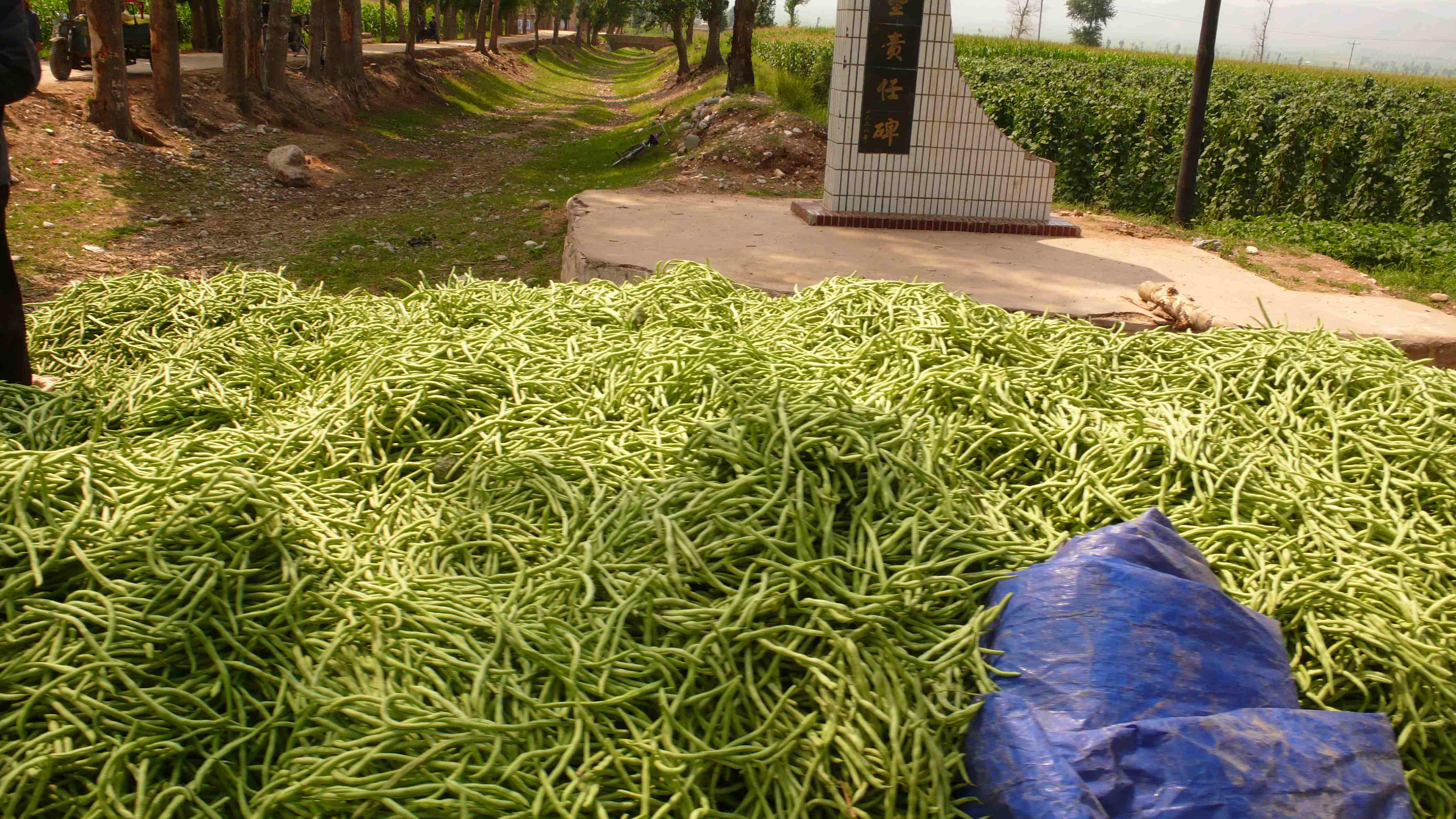 广灵加斗豆角基地