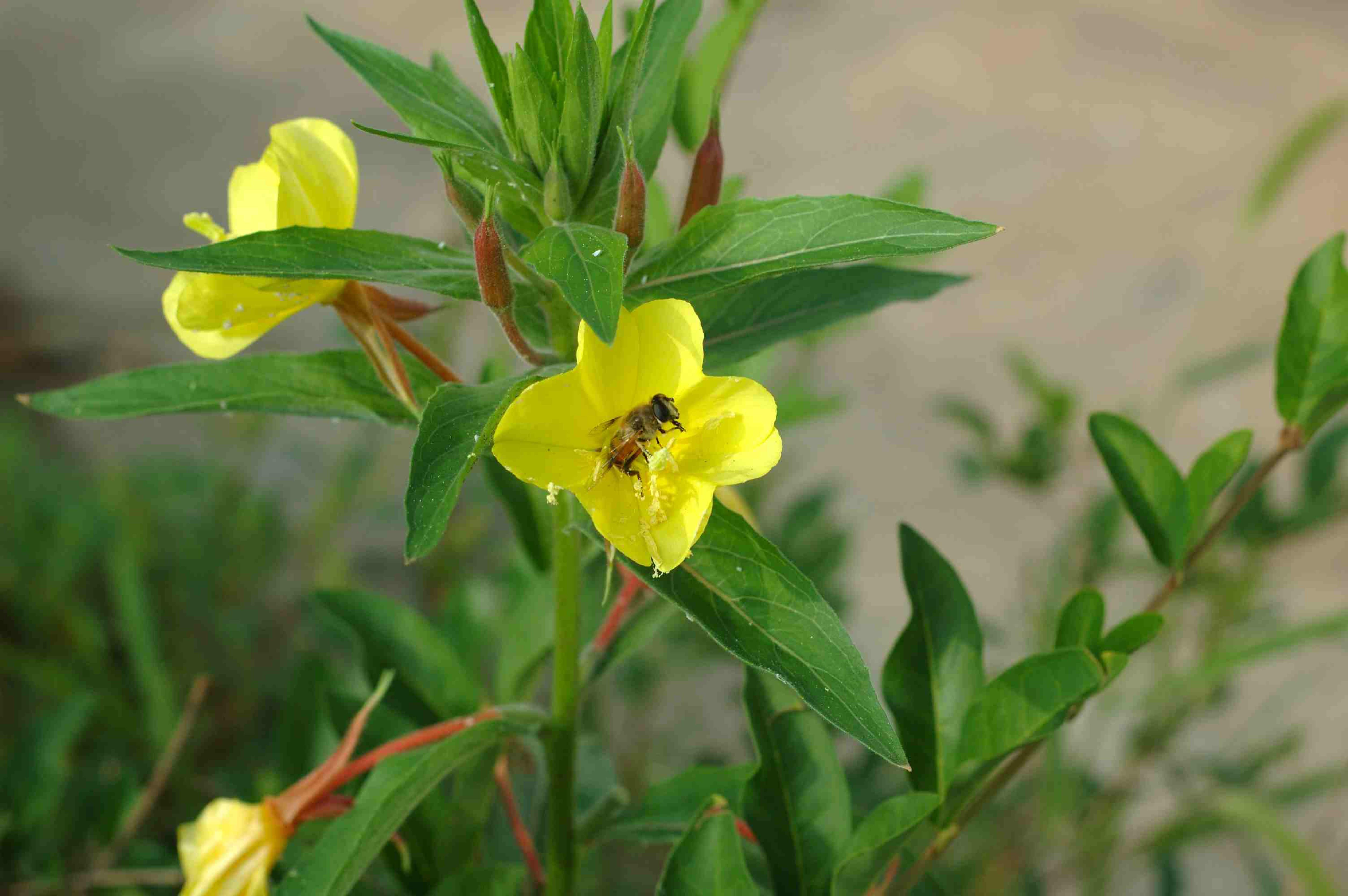广灵花